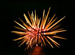 'caribbean urchin' enjoy!. by Rick Tegeler 